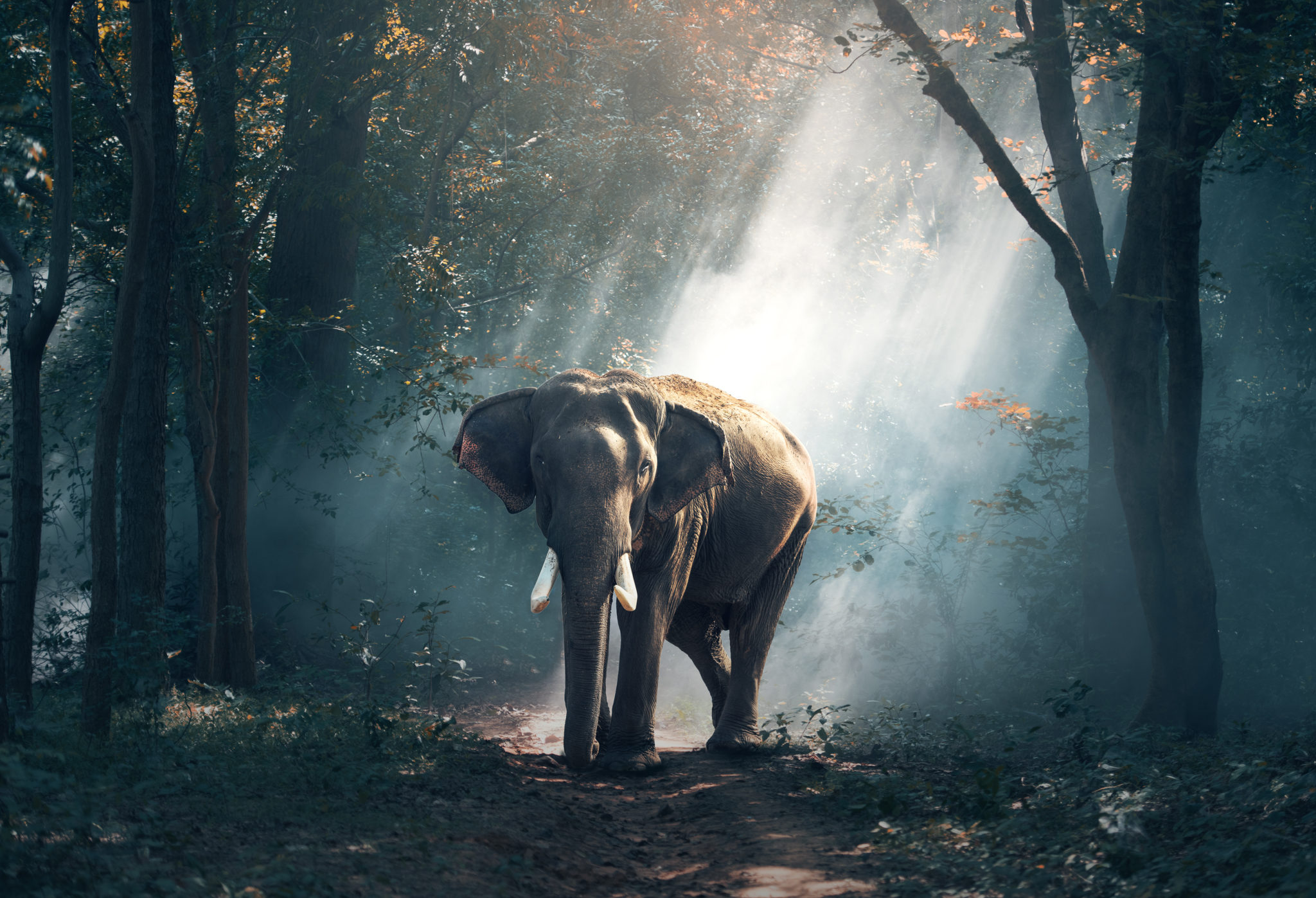 Elephants in the forest