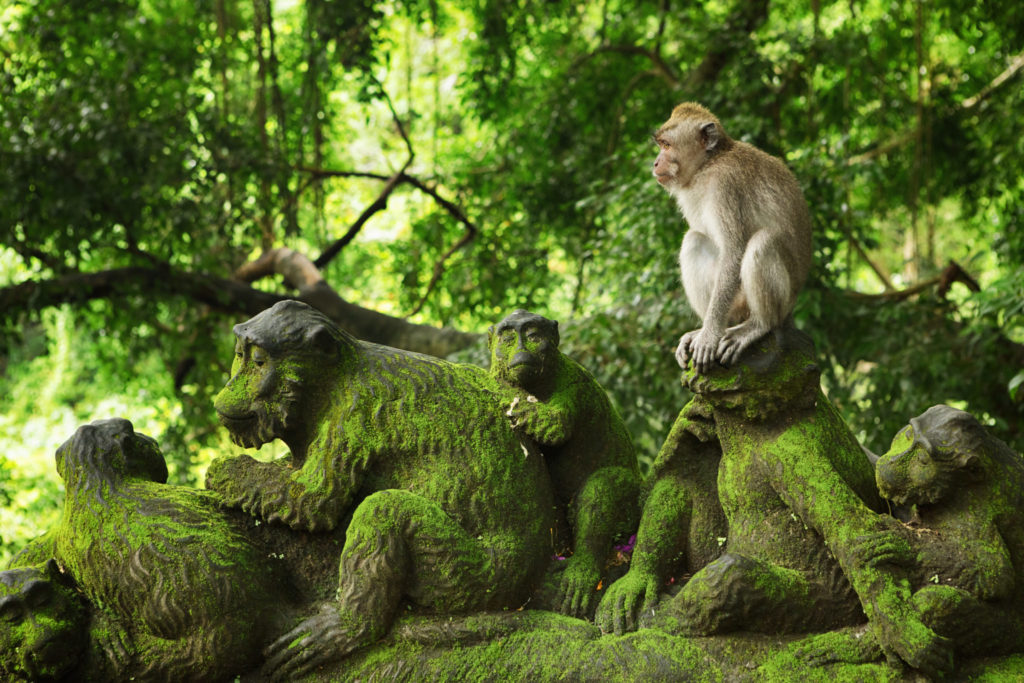 The Ubud Monkey Forest is a nature reserve and Hindu temple complex in Ubud, Bali, Indonesia. Its official name is the Sacred Monkey Forest Sanctuary.